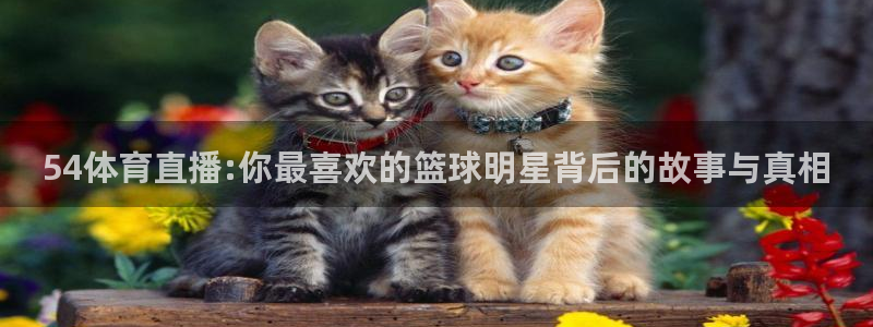 山猫免费直播吧：54体育直播:你最喜欢的篮球明星背后的故事与真相