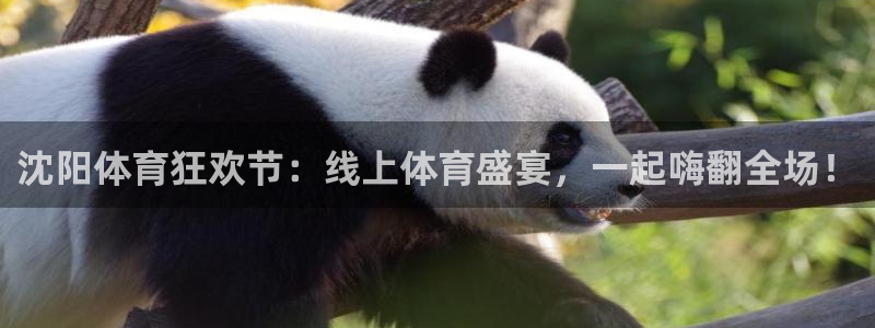 山猫体育足球比赛直播：沈阳体育狂欢节：线上体育盛宴，一起嗨翻全场！