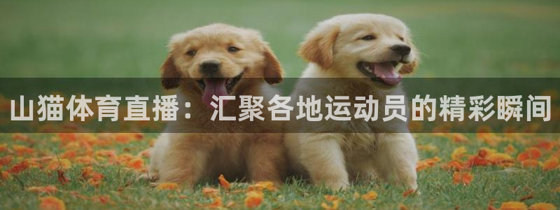 体育直播山猫：山猫体育直播：汇聚各地运动员的精彩瞬间